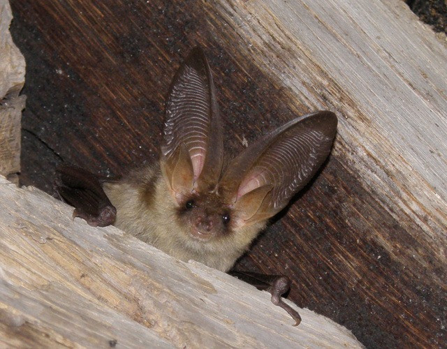 brown long eared bat brown long eared bat