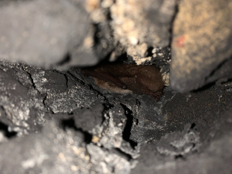 A hibernating Daubenton's bat in February 2024. A hibernating Daubenton's bat in February 2024.
