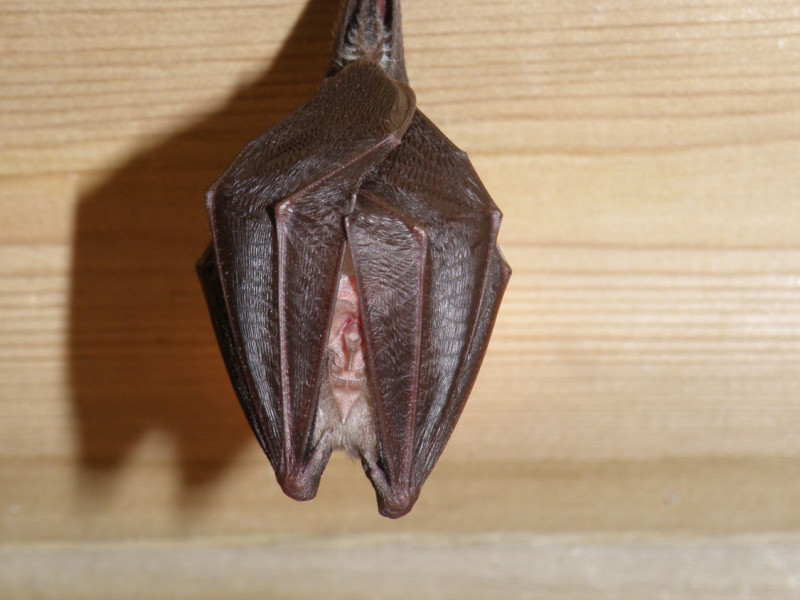 lesser horseshoe  lesser horseshoe