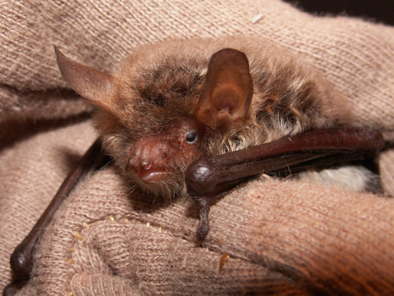 natterers bat canterbury natterers bat canterbury