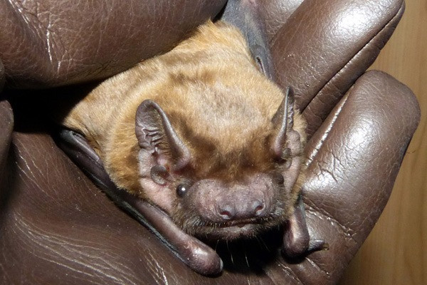 noctule noctule