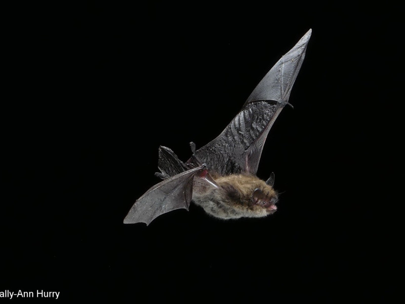 whiskered bat whiskered bat