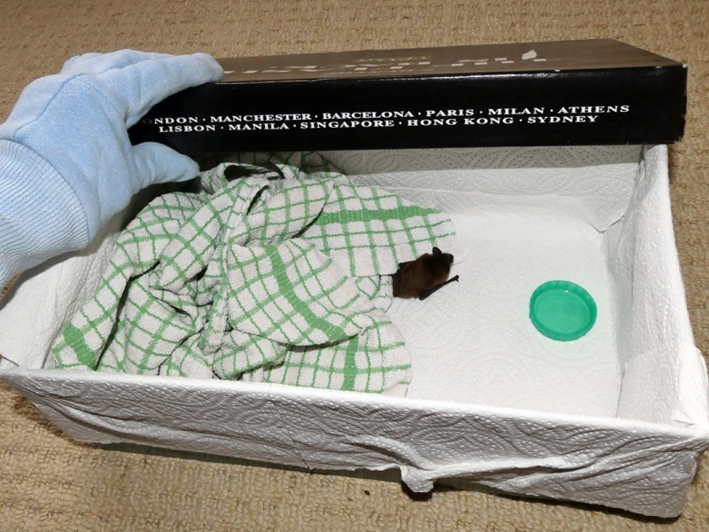 bat rescue bat rescue