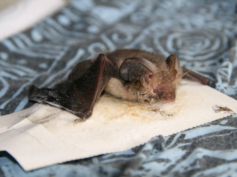 ble insect trap ble insect trap