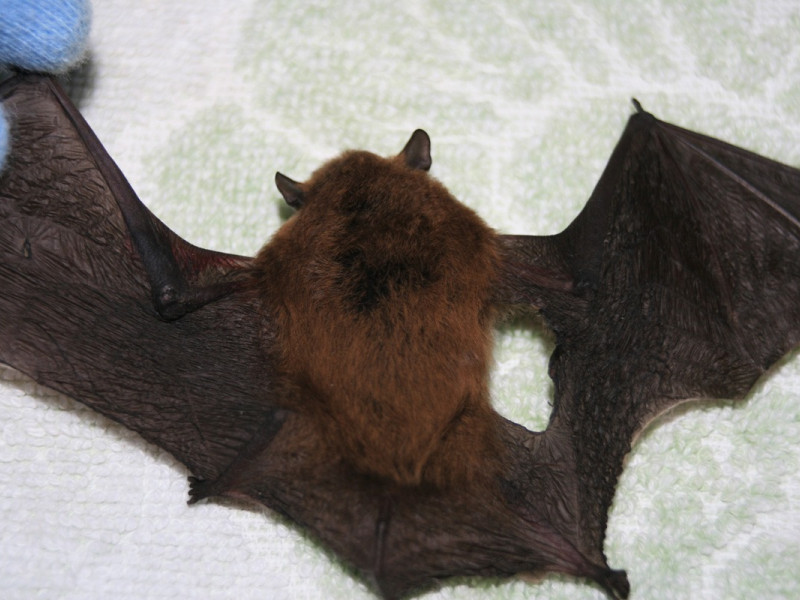 cat damage bat cat damage bat