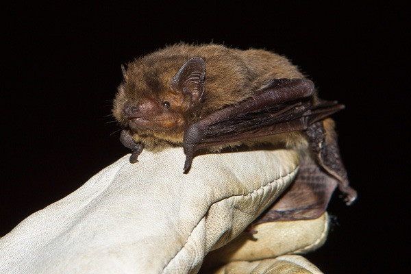 Nathusius’ pipistrelle Kent Bat Group