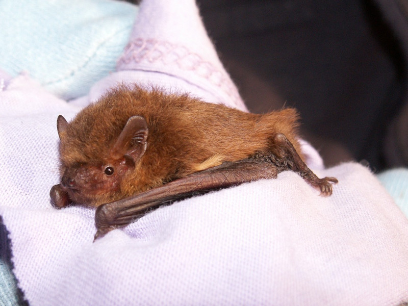 soprano pipistrelle soprano pipistrelle